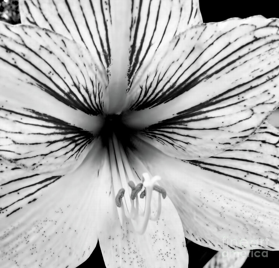Lily Digital Art - Amaryllis Black and White by D Hackett