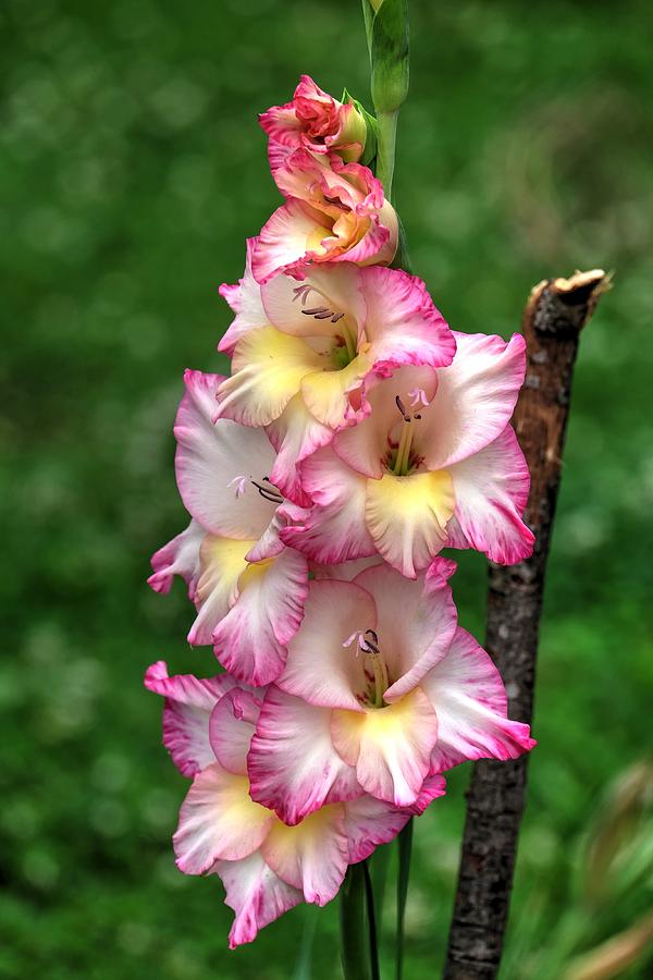 Amaryllis bloom Photograph by Ronda Ryan