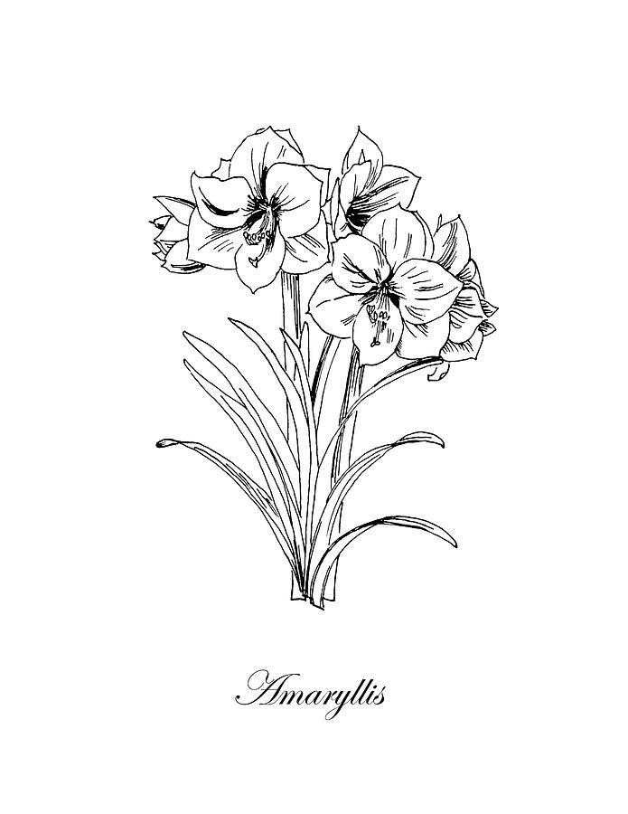 Amaryllis. Botanical Drawing by Masha Batkova Pixels