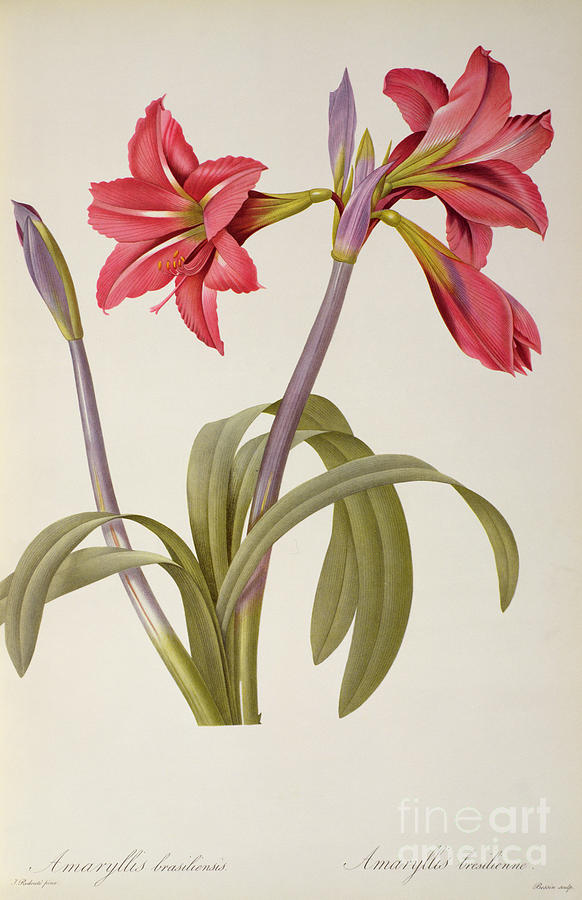 Lily Drawing - Amaryllis Brasiliensis by Pierre Redoute