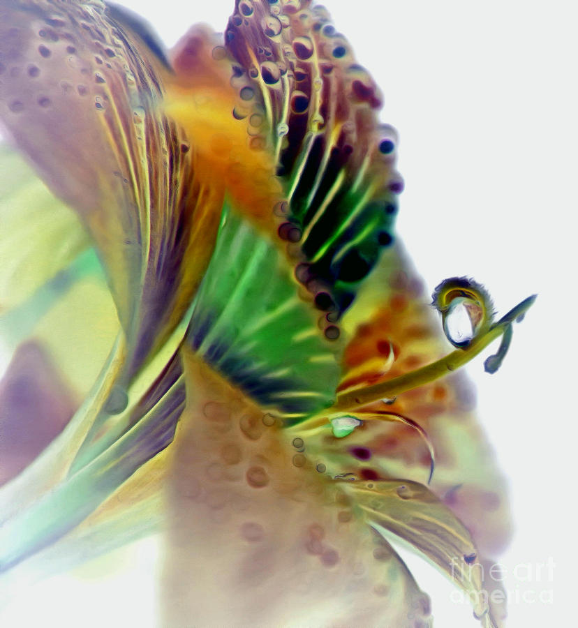 Amaryllis Butterfly Photograph by Krissy Katsimbras