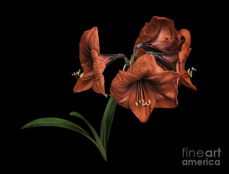 Amaryllis by Morning Photograph by Walt Foegelle