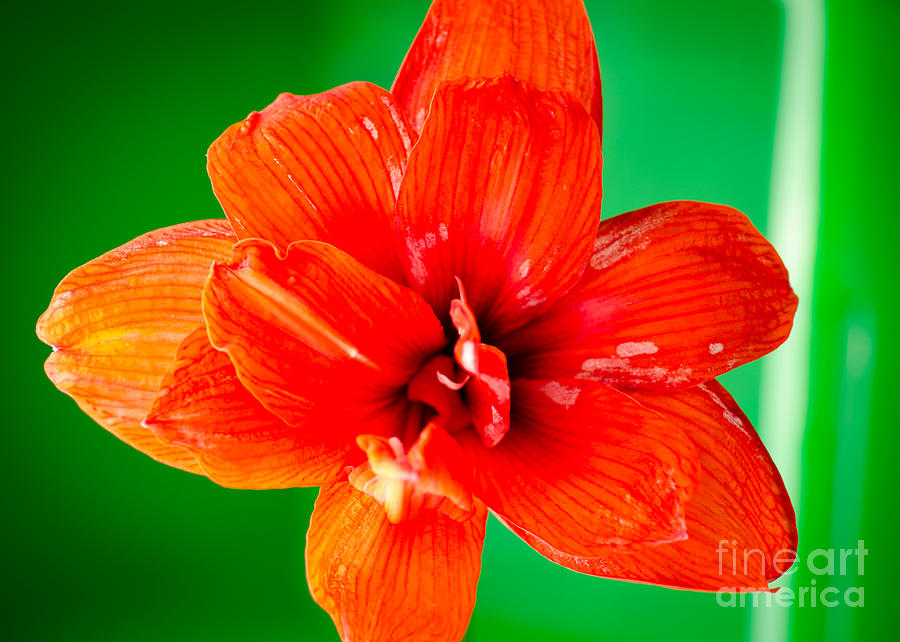 Amaryllis Contrast Orange Amaryllis Flower Appearing To Float Above A Deep Green Background Photograph