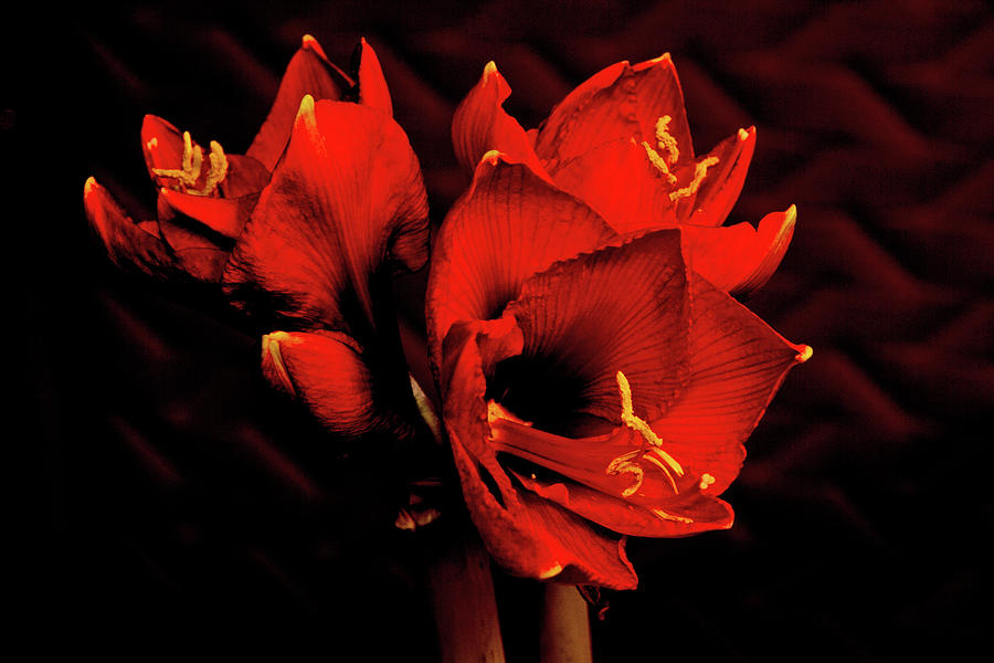 Amaryllis dark amber background red petals yellow pistols and stamen 3 flowers bud 2 12212017  Photograph by David Frederick