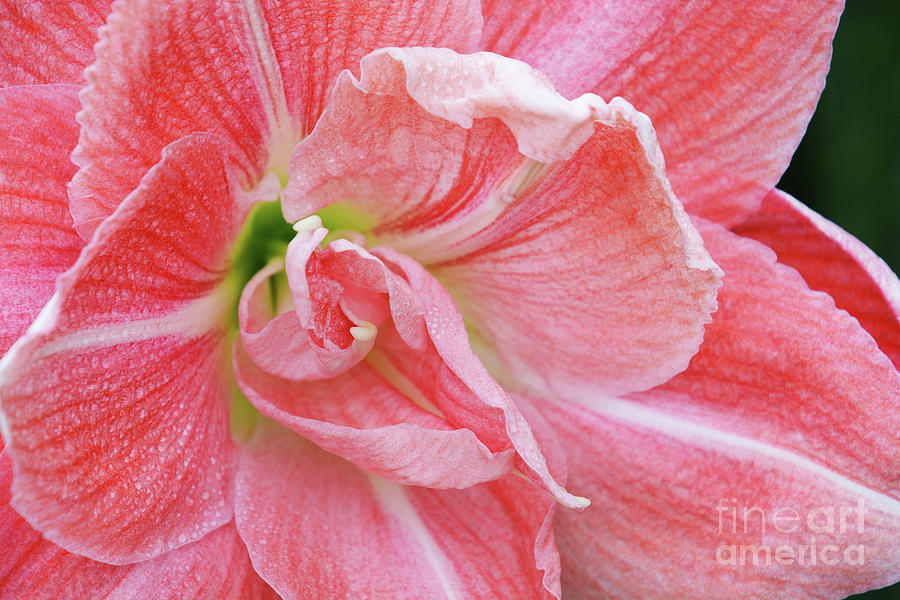 Amaryllis facing Right Photograph by Cindy Manero