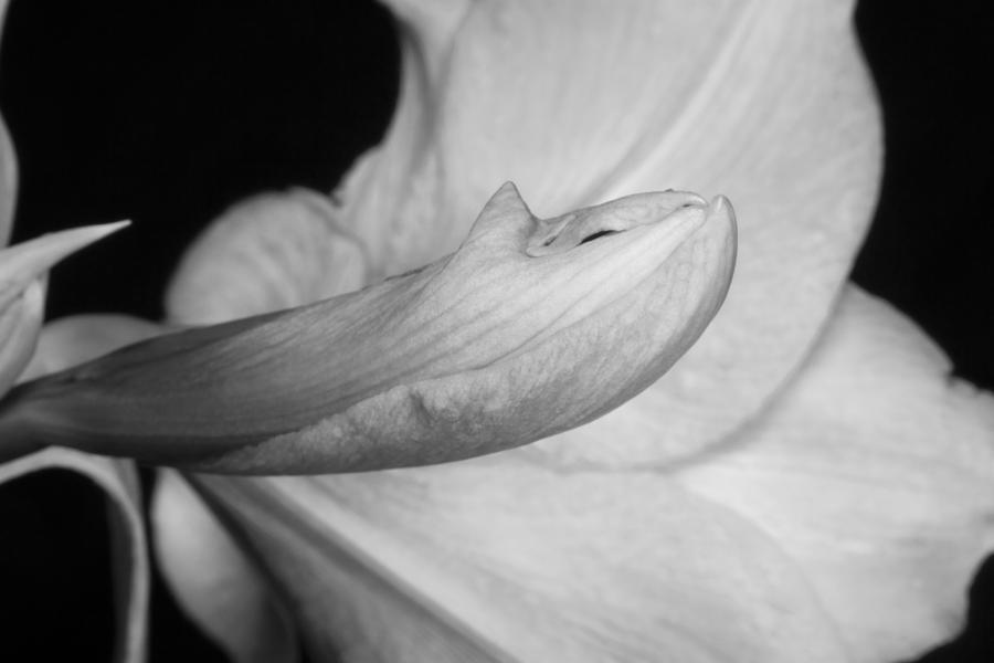 Amaryllis Flower about to Bloom in black and white Photograph by James BO Insogna