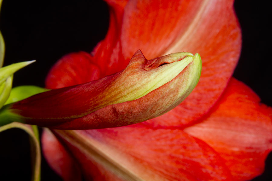 Amaryllis Flower about to Bloom Photograph by James BO Insogna
