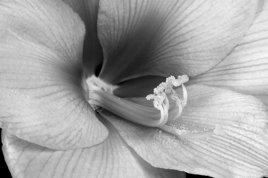 Amaryllis Flower Bloom in black and white Photograph by James BO Insogna