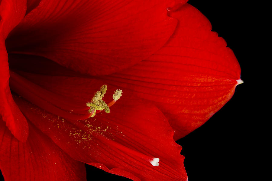 Amaryllis  Flower Close Up  12-27-10 Photograph by James BO Insogna