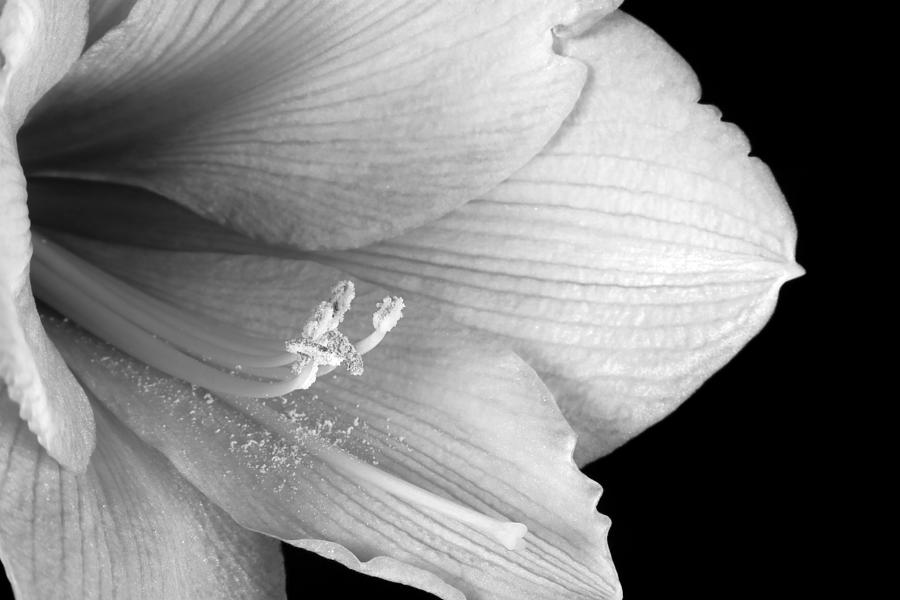 Amaryllis  Flower Close Up  BW 12-27-10 Photograph by James BO Insogna