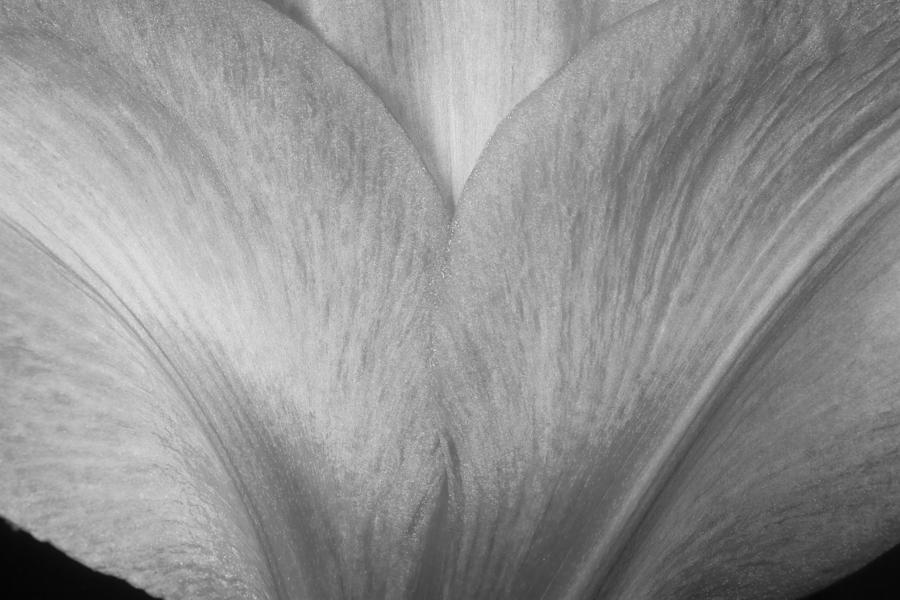 Amaryllis Flower Petals in Black and White Photograph by James BO Insogna