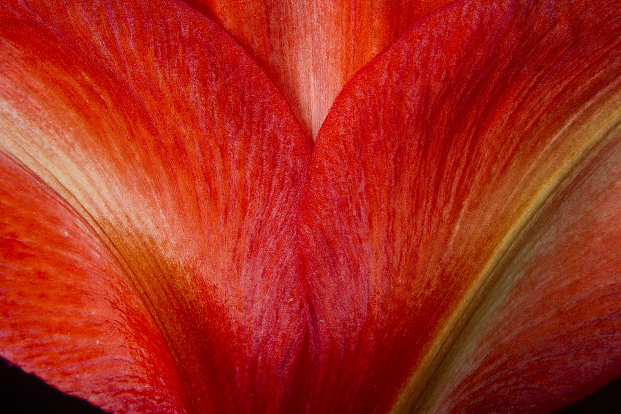 Amaryllis Flower Petals Photograph by James BO Insogna