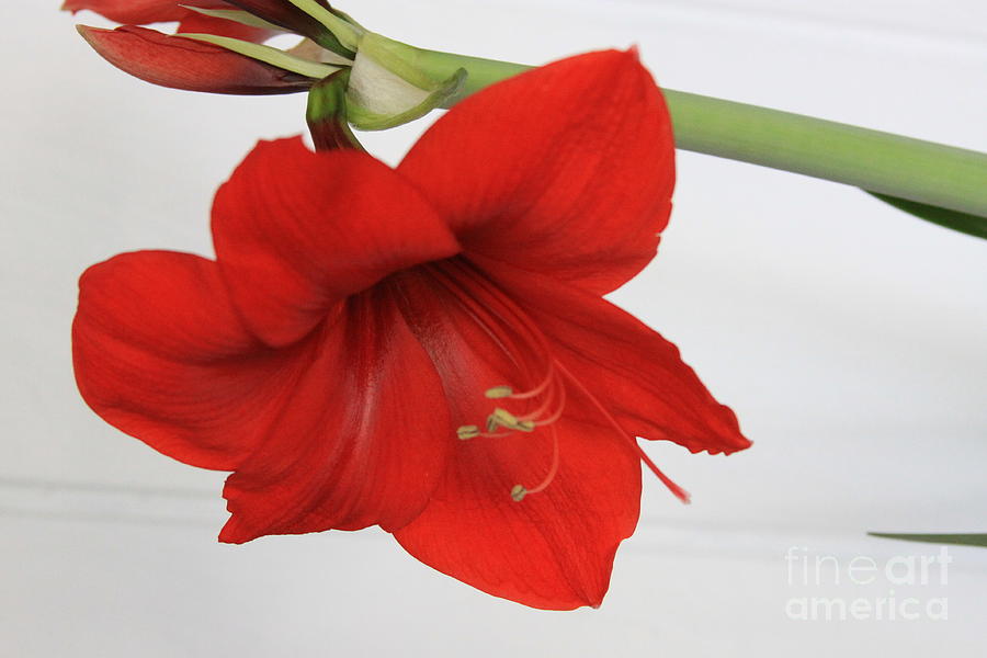 Amarillo Photograph - Amaryllis Flower  by Robin Pedrero
