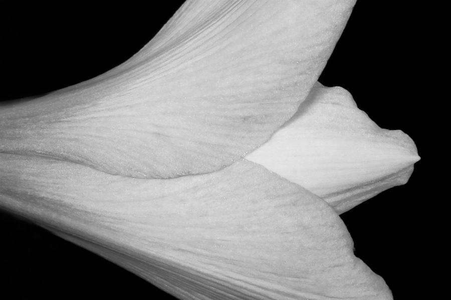 Amaryllis Flower Sideways Black and White Photograph by James BO Insogna