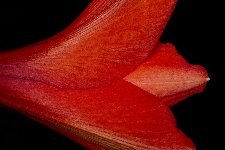 Amaryllis Flower Sideways Photograph by James BO Insogna