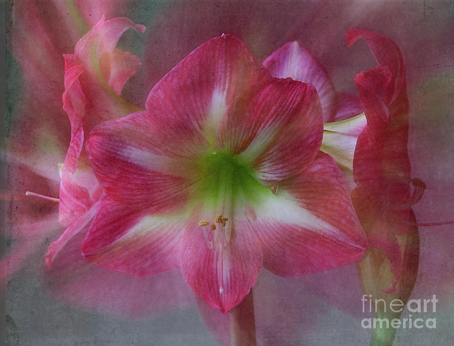 Flowers Still Life Photograph - Amaryllis gigantic pink by Ann Jacobson