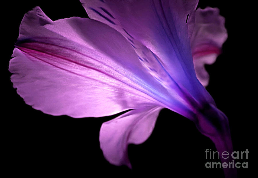 Abstract Photograph - Amaryllis Glow by Krissy Katsimbras
