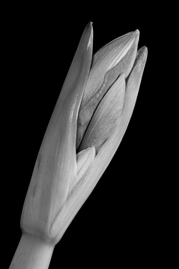 Amaryllis Hippeastrum Starting to Bloom In Black and White Photograph by James BO Insogna