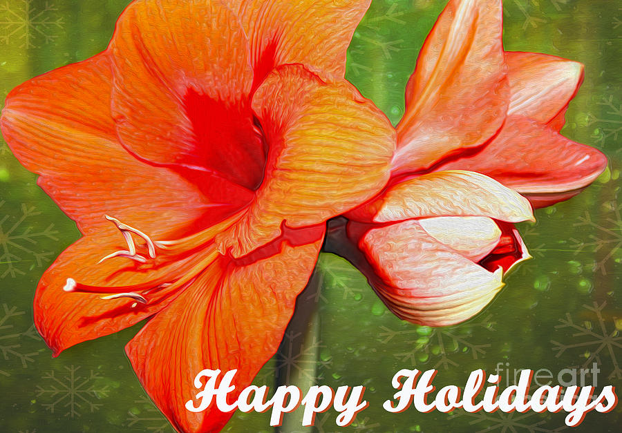 Holiday Photograph - Amaryllis Holiday Card by Nina Silver