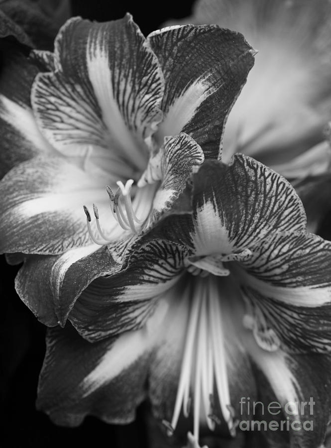 Amaryllis in Black and White Photograph by Cindy Manero