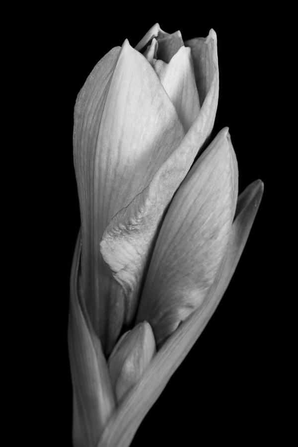 Amaryllis in Black and White Photograph by James BO Insogna