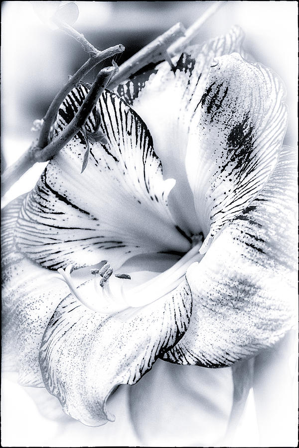Amaryllis in Black and White Photograph by Carol Senske