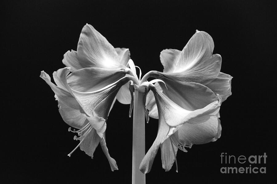 Amaryllis in Black and White Photograph by Randy J Heath