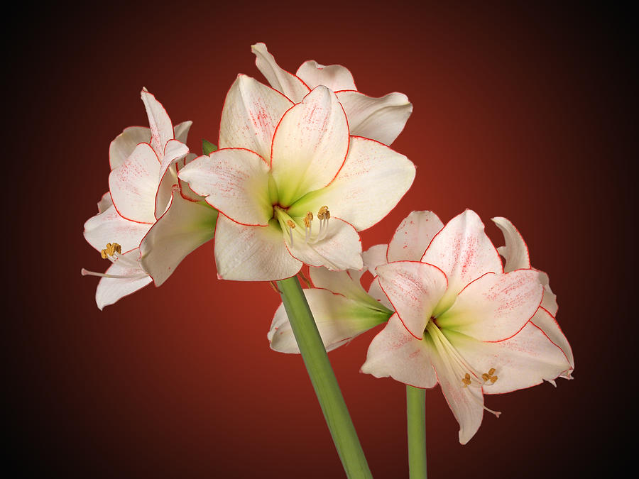 Amaryllis In Full Bloom - Dramatic Photograph by Gill Billington