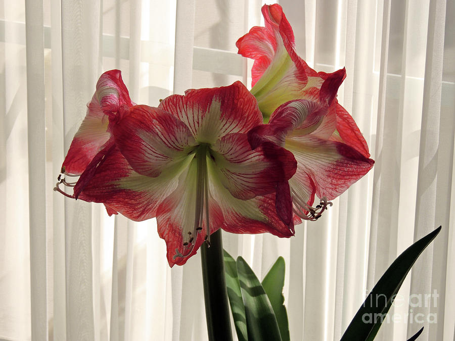 Amaryllis In My Window Photograph by Lydia Holly