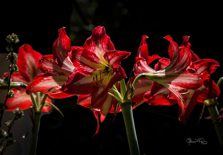 Amaryllis in Sunlight Photograph by Susan Molnar