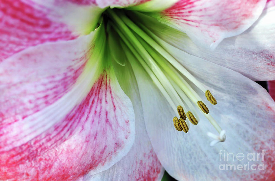 Lily Photograph - Amaryllis - Lily by Kaye Menner
