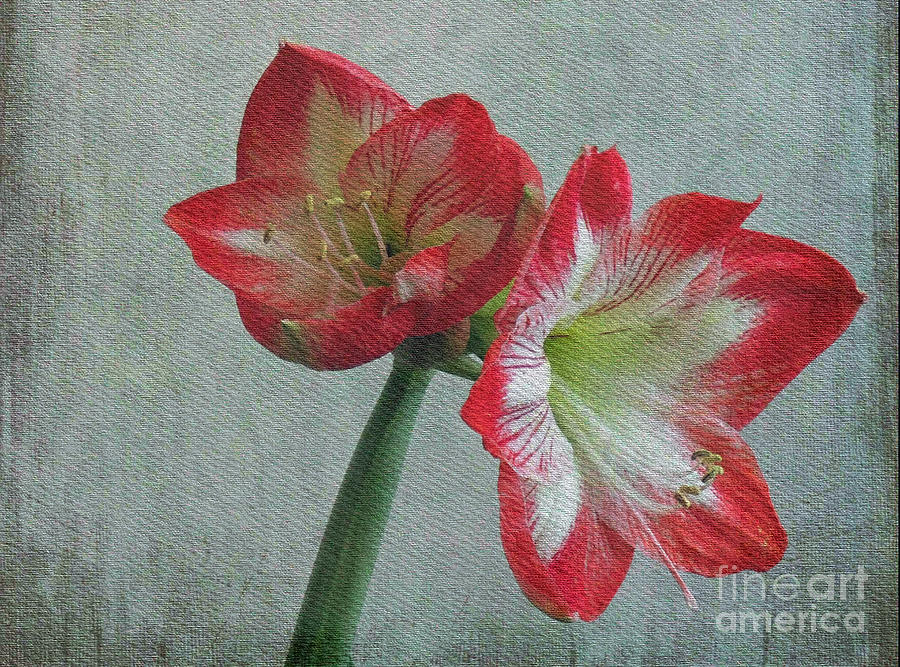 Amaryllis Photograph by Lydia Holly