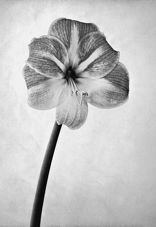 Amaryllis Photograph by Marcia Colelli - Fine Art America