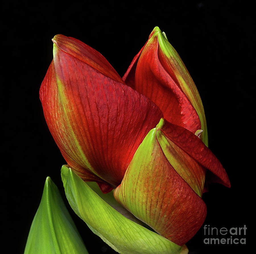 Amaryllis Merry Christmas Photograph by Ann Jacobson