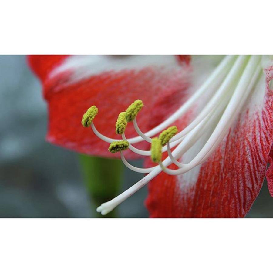 Pistil Photograph - Amaryllis minerva Bloomed, These by Bryan Edwards