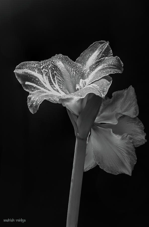 Amaryllis, Monochrome Photograph by Aashish Vaidya