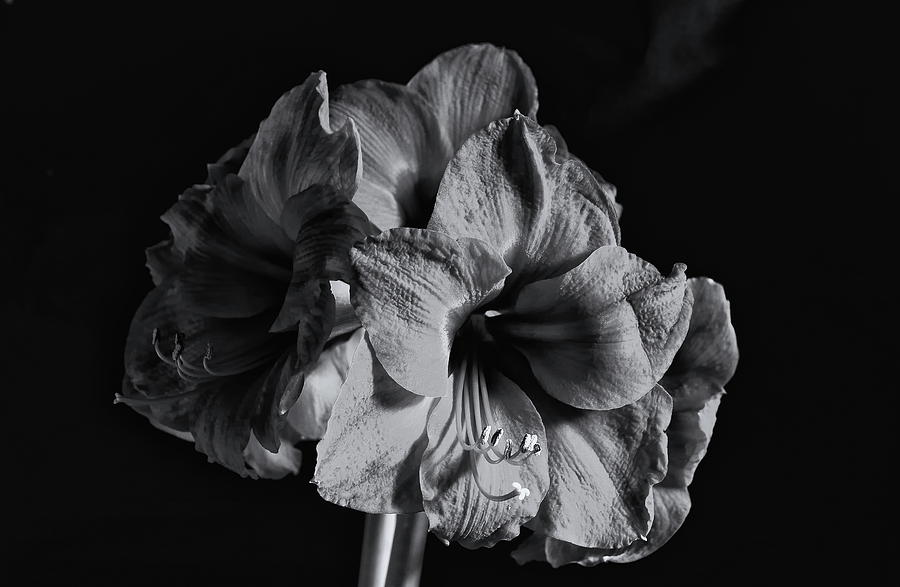 Amaryllis Monochrome Photograph by Jeff Townsend