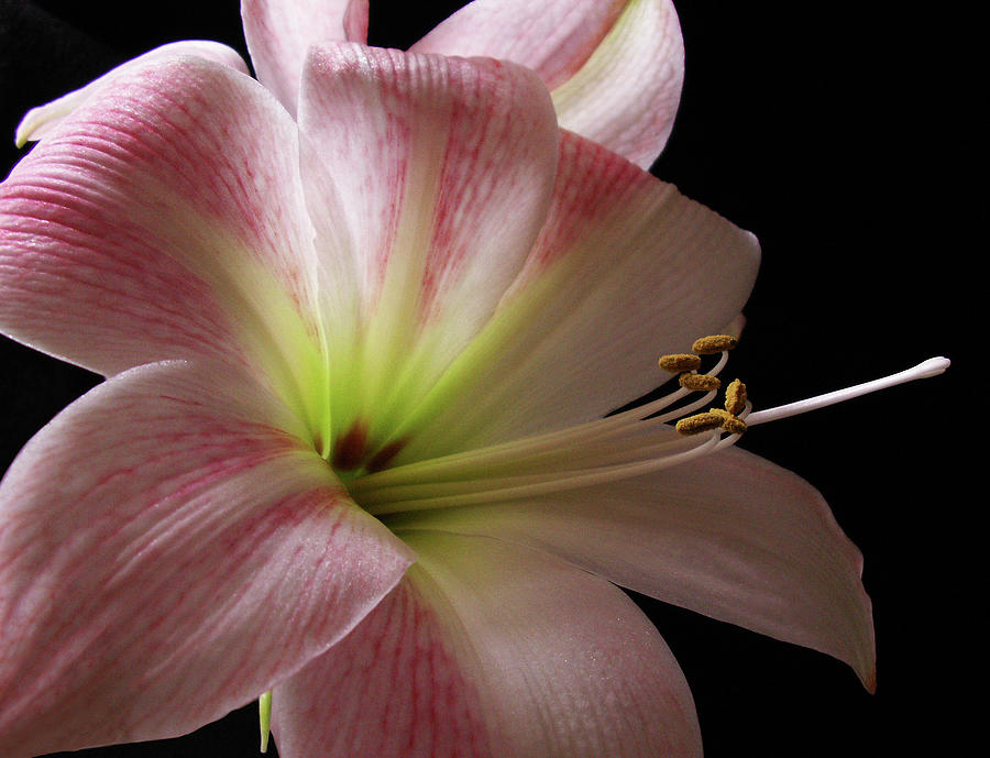 Amaryllis Photograph by Nancy Griswold