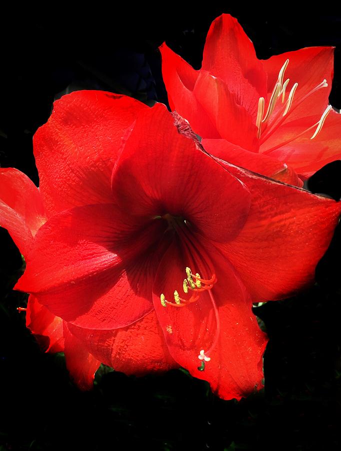 Amaryllis on Black Painting by Anne Sands
