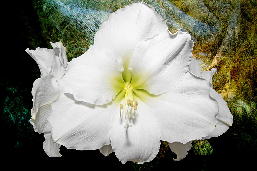 Flowers Still Life Photograph - Amaryllis on Lace by Bonnie Barry