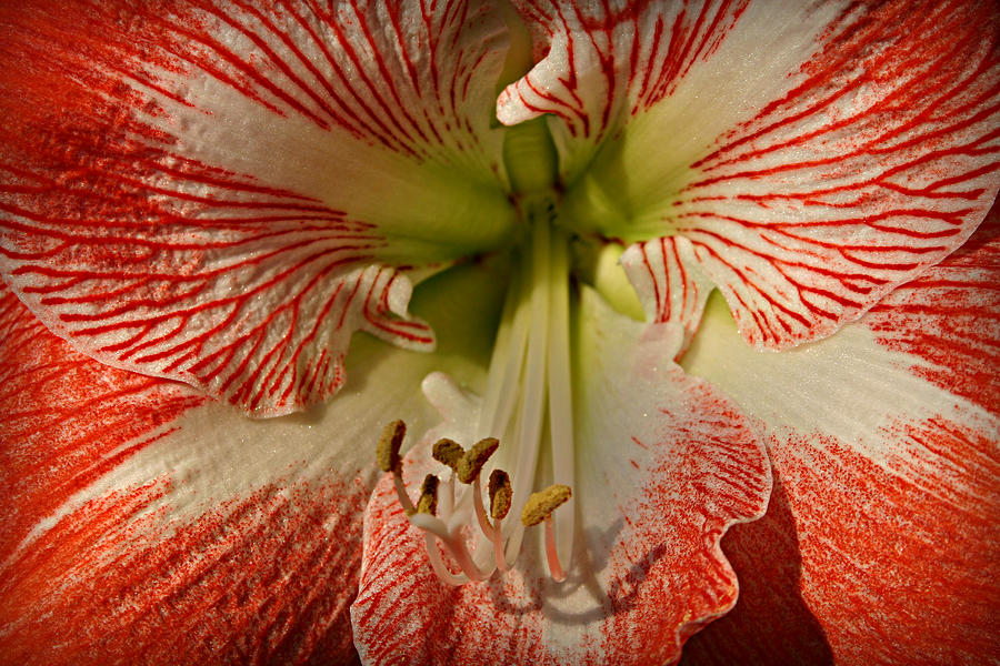 Amaryllis Photograph by Patricia Montgomery