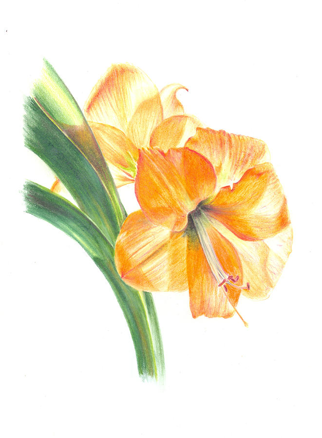 Amaryllis Painting by Penrith Goff - Fine Art America