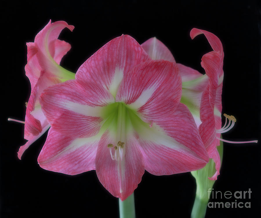Amaryllis PInk Photograph by Ann Jacobson