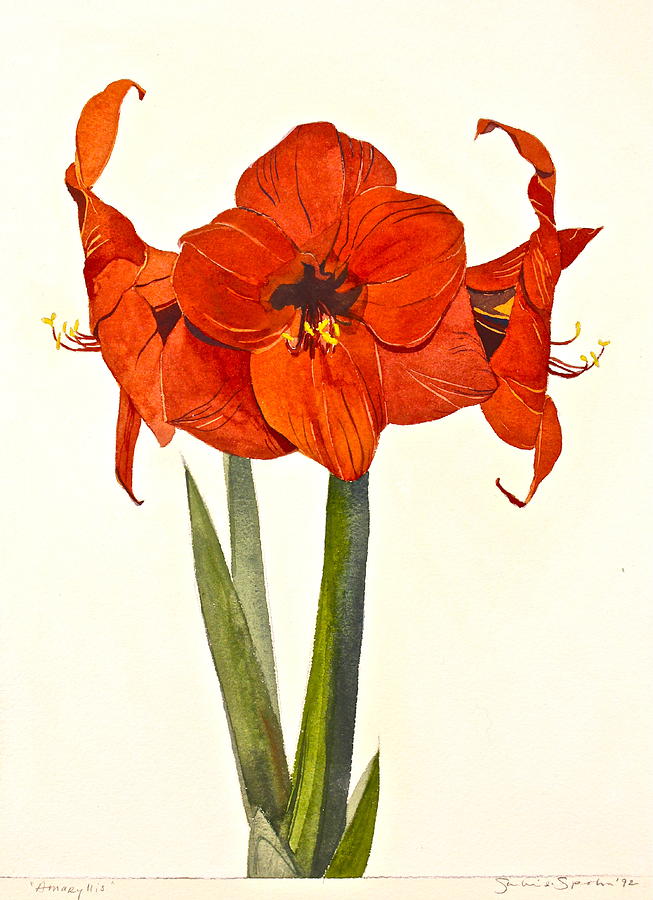 Amaryllis- Posthumously presented paintings of Sachi Spohn  Painting by Cliff Spohn