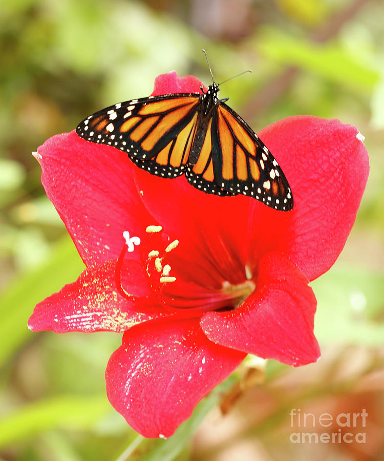Amaryllis Red and Butterfly Photograph by Luana K Perez