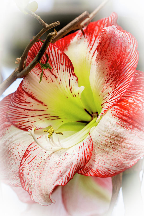 Amaryllis Red And White Photograph