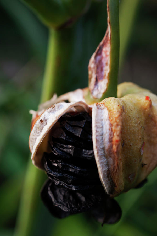 Amaryllis Seed Pod Photograph by Robert Braley