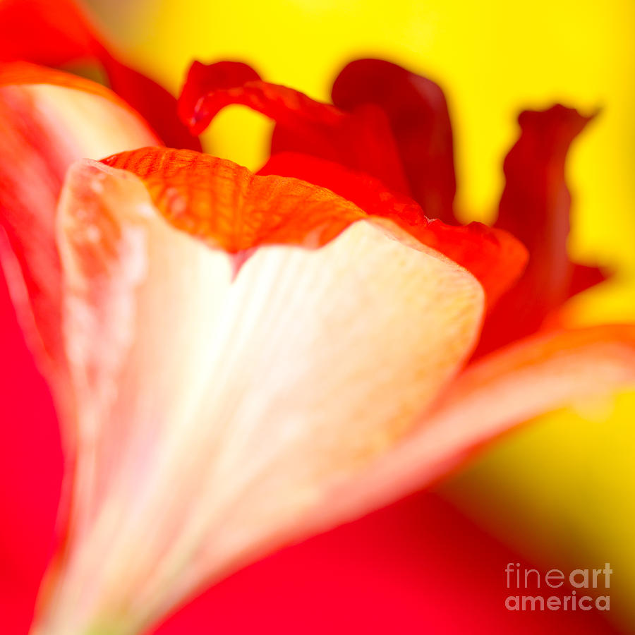 Amaryllis Shadow Abstract Flower With Shadow On Red And Yellow Photograph