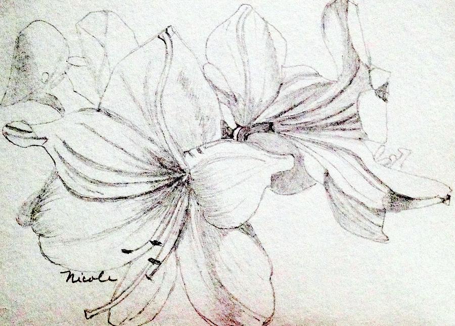 Amaryllis Sketch Drawing