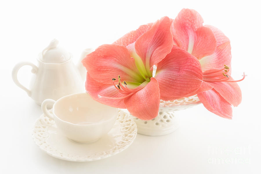 Flower Photograph - Amaryllis Teatime by Ann Garrett